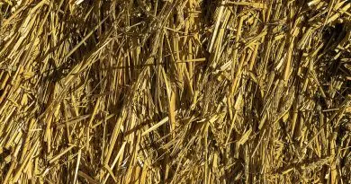 #500 That’s a lot of newsletters