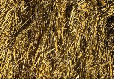 #500 That’s a lot of newsletters