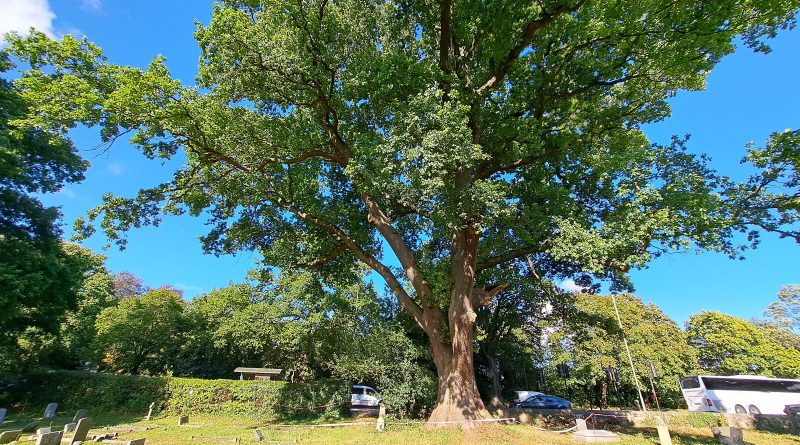 The Oak Tree in the Churchyard