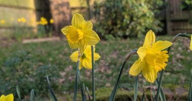 #511 Springing into new life