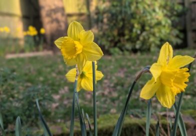 #511 Springing into new life