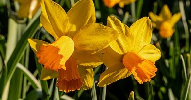 #513 A pocket full of posies