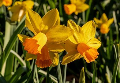 #513 A pocket full of posies