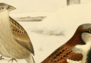 #526 The many sparrows may disagree