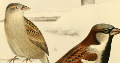 #526 The many sparrows may disagree