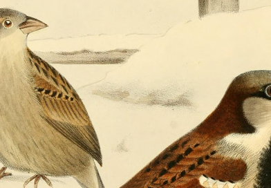 #526 The many sparrows may disagree